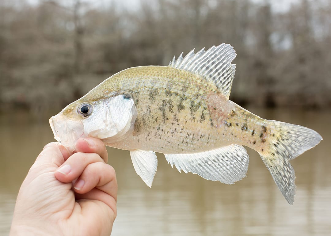 White Crappie
