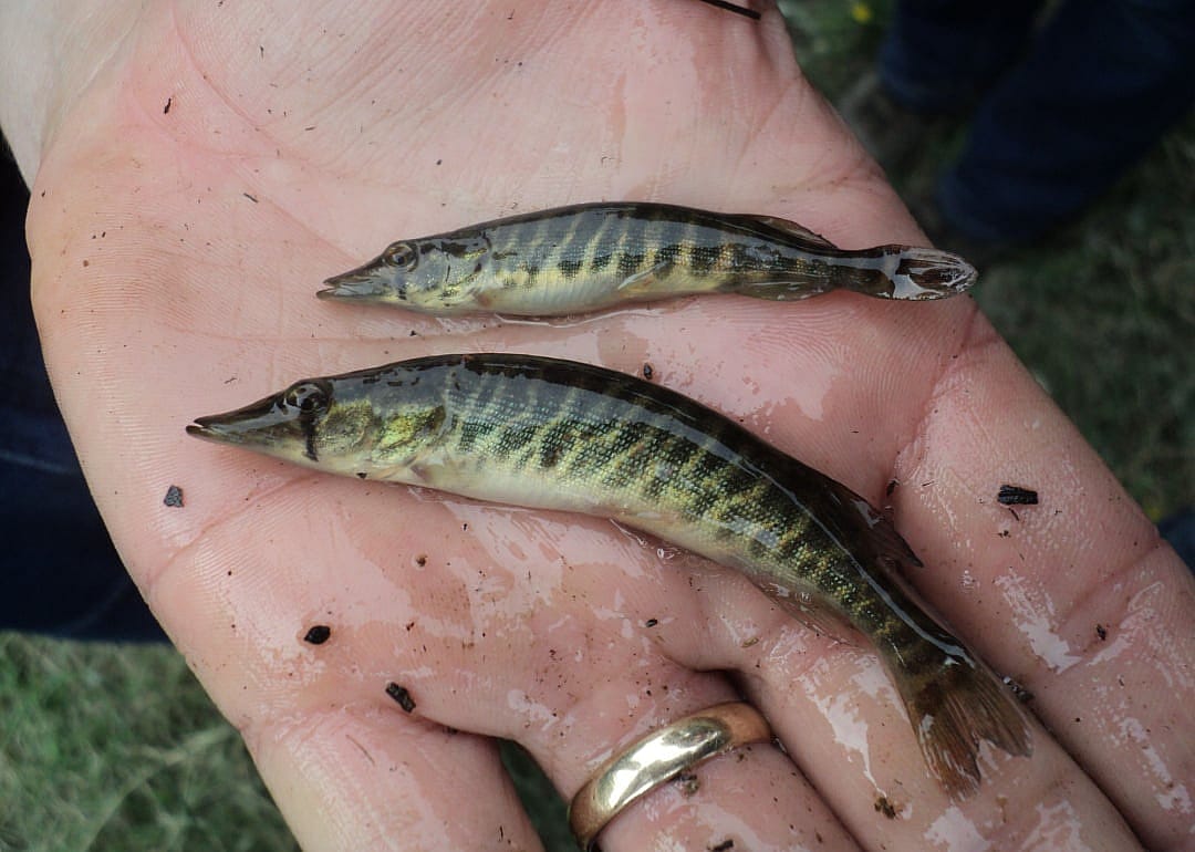 Chain Pickerel