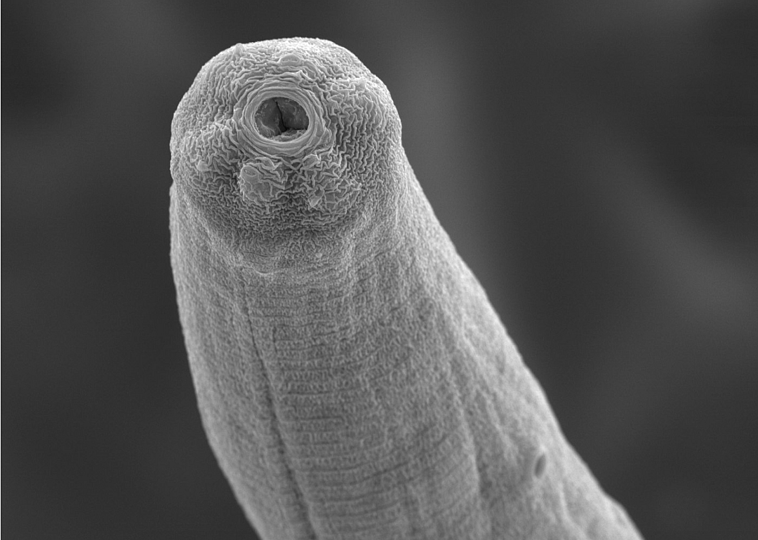 Demon worm