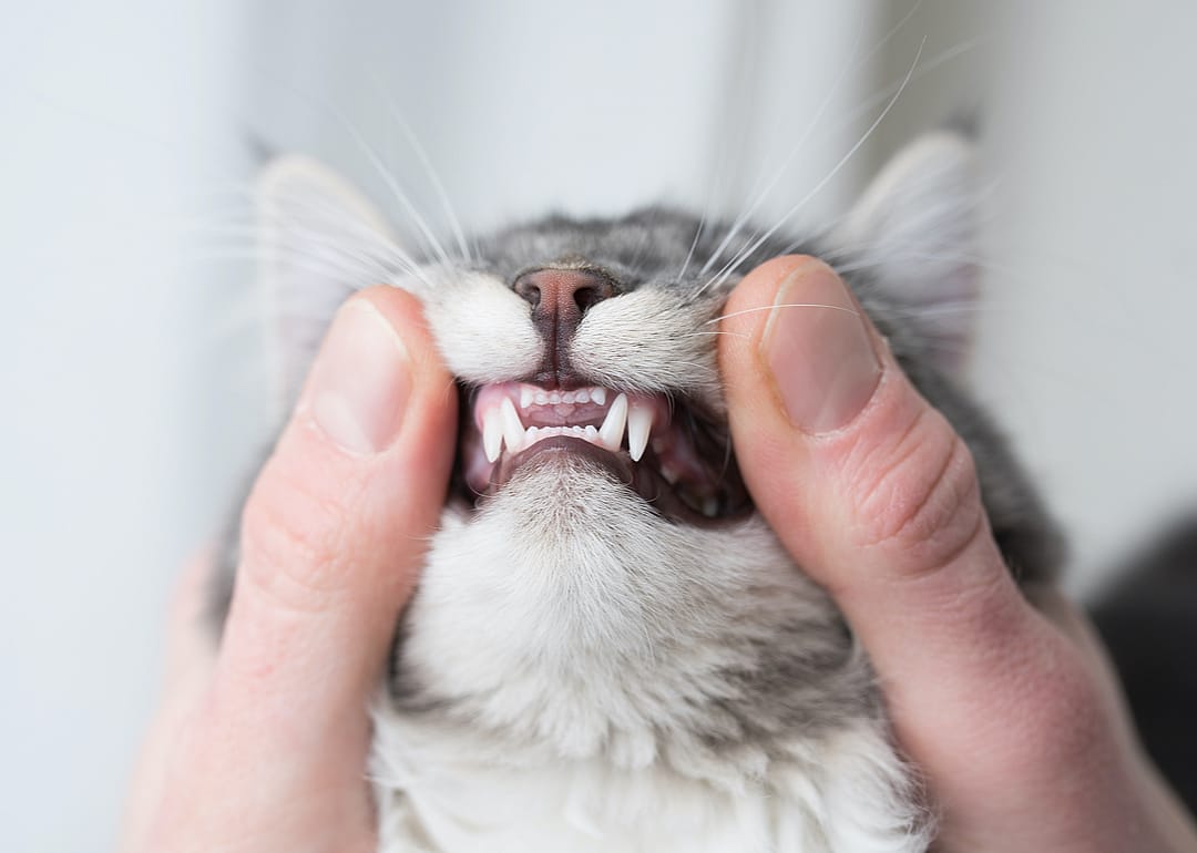 Do kittens' teeth fall out?