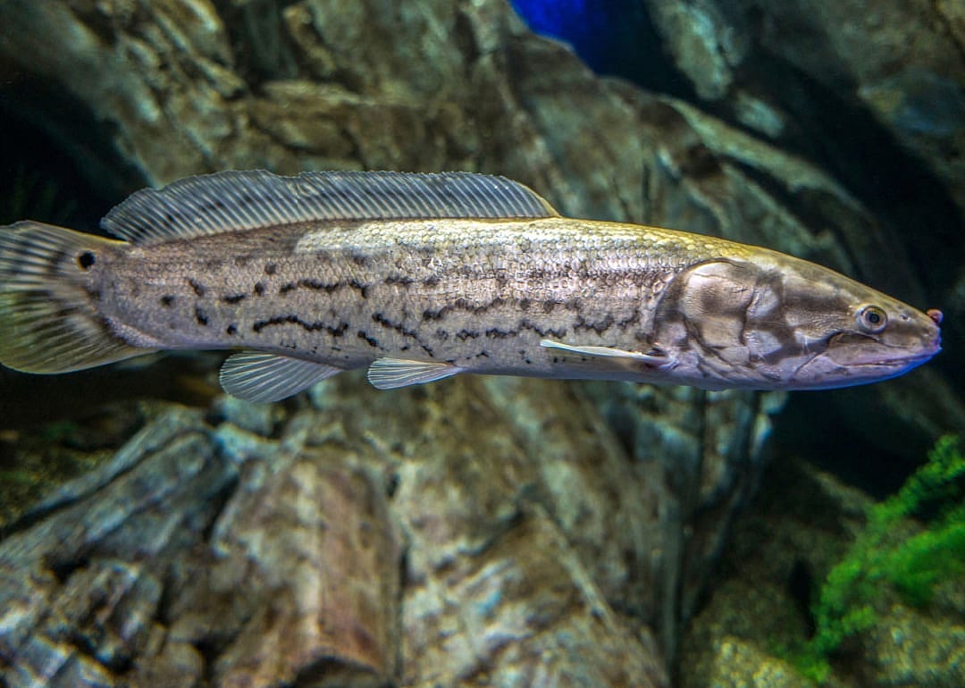 Bowfin