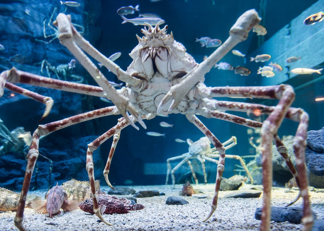 Giant spider crab