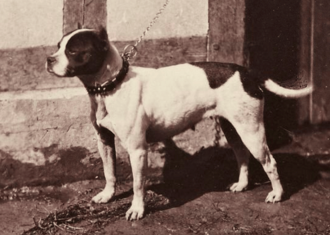 1850s: The pit bull earns its reputation—involuntarily