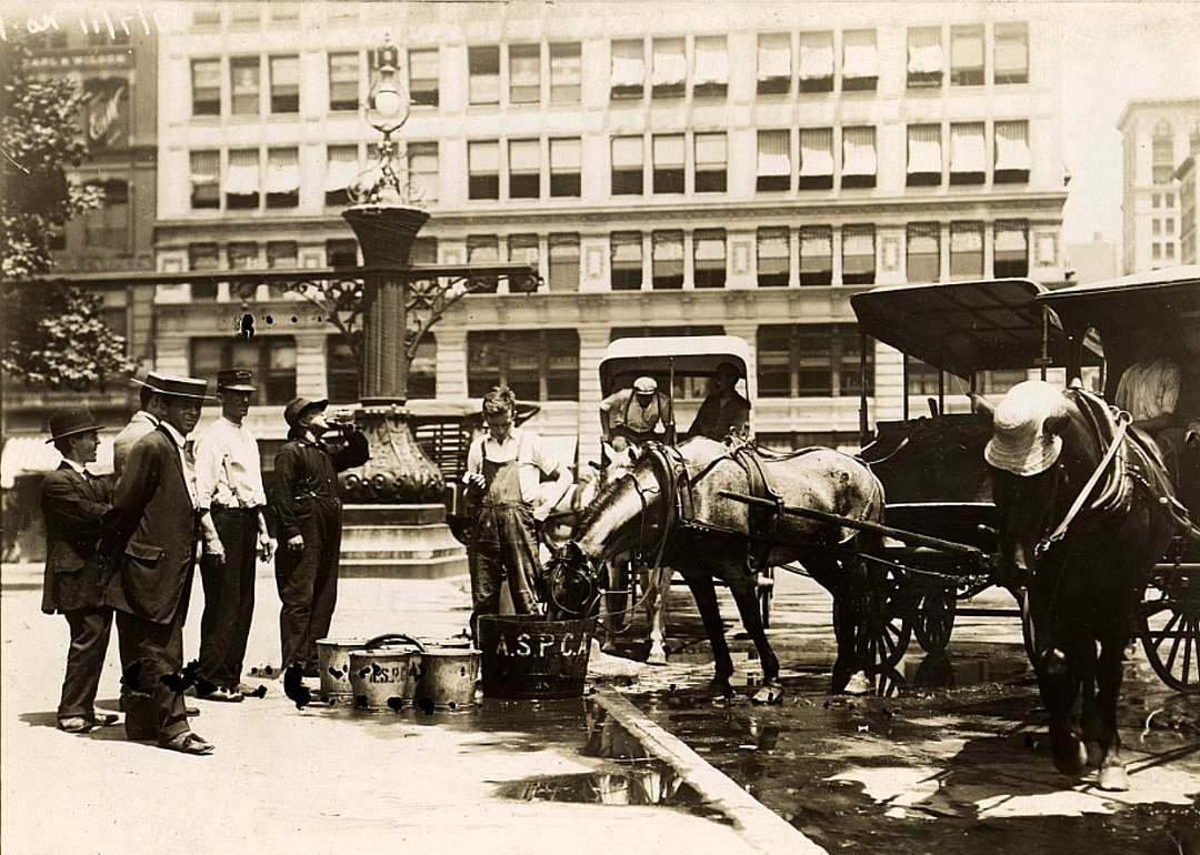 1866: The ASPCA is formed