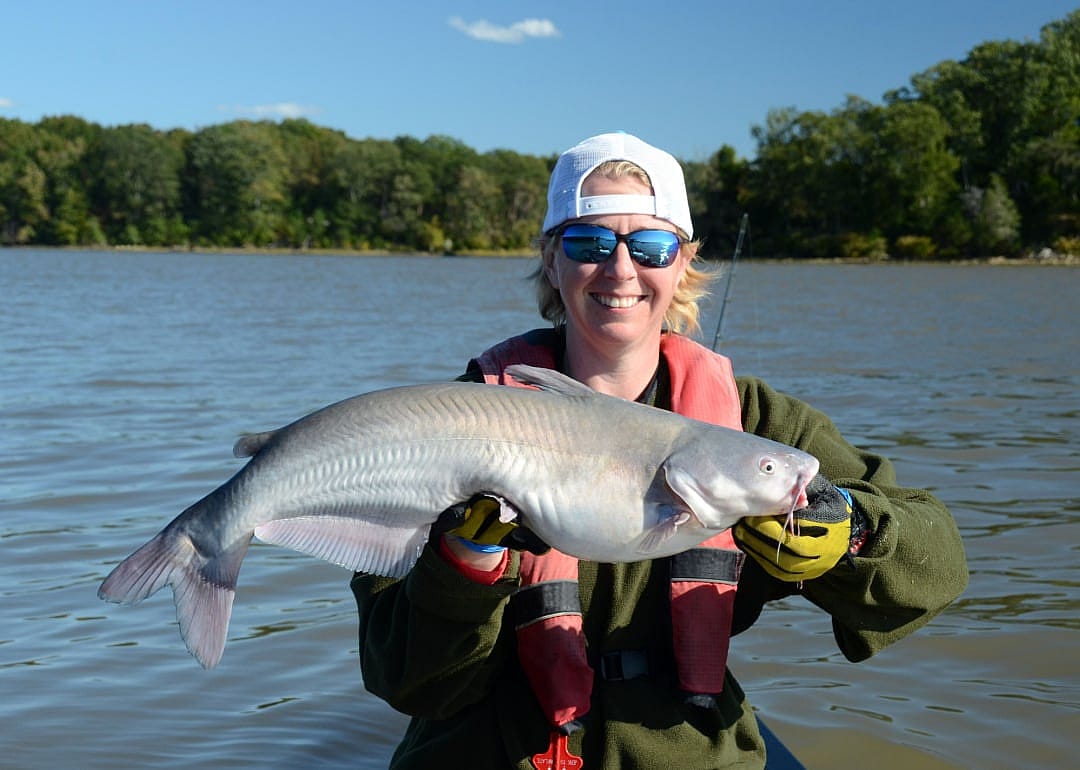 Blue Catfish