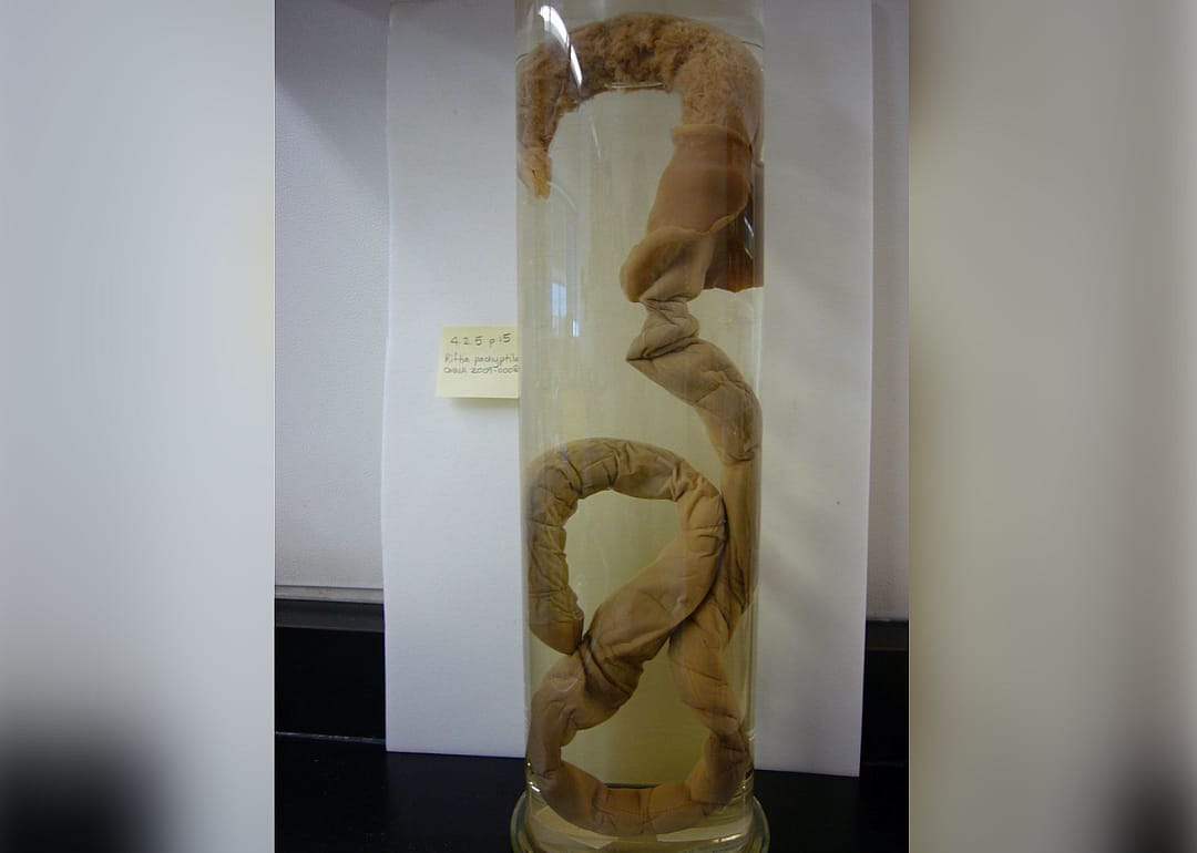 Sulfide worm