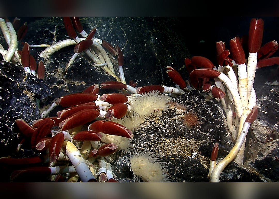 Giant tube worm