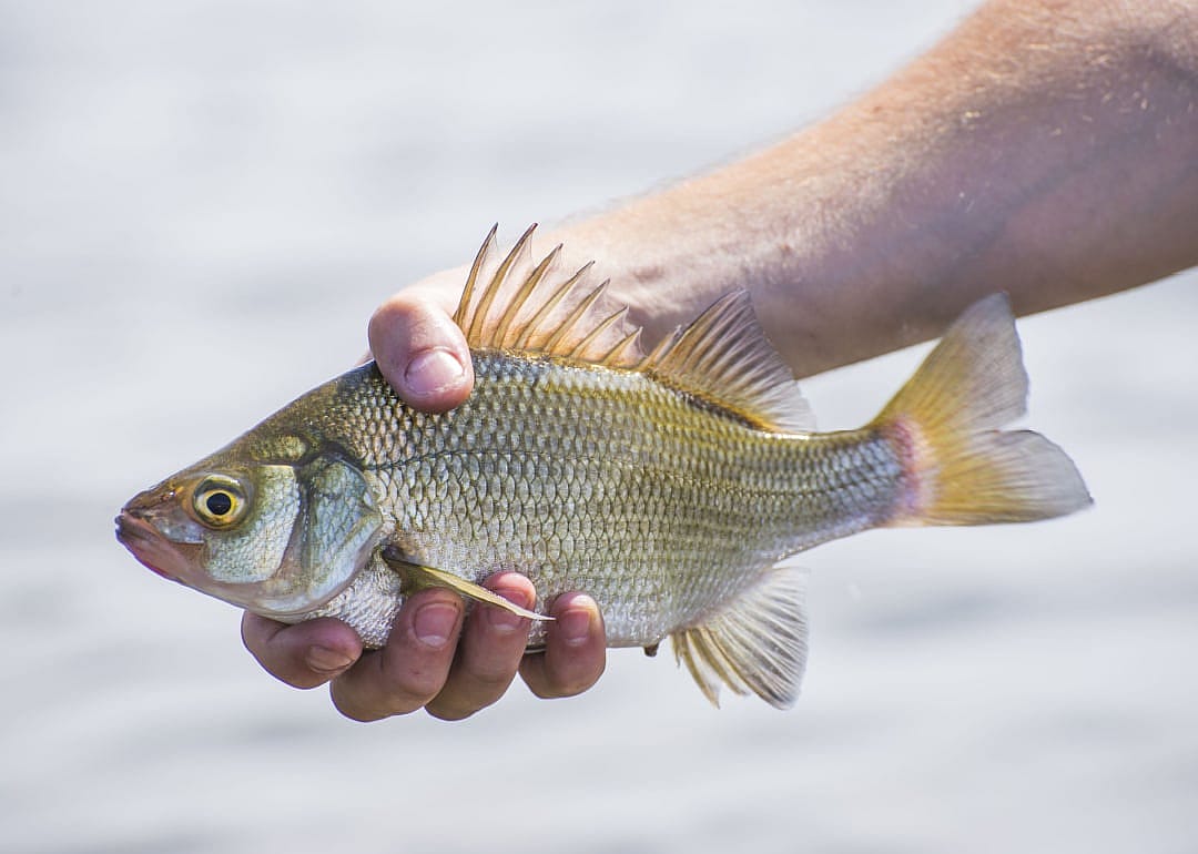 Freshwater Drum