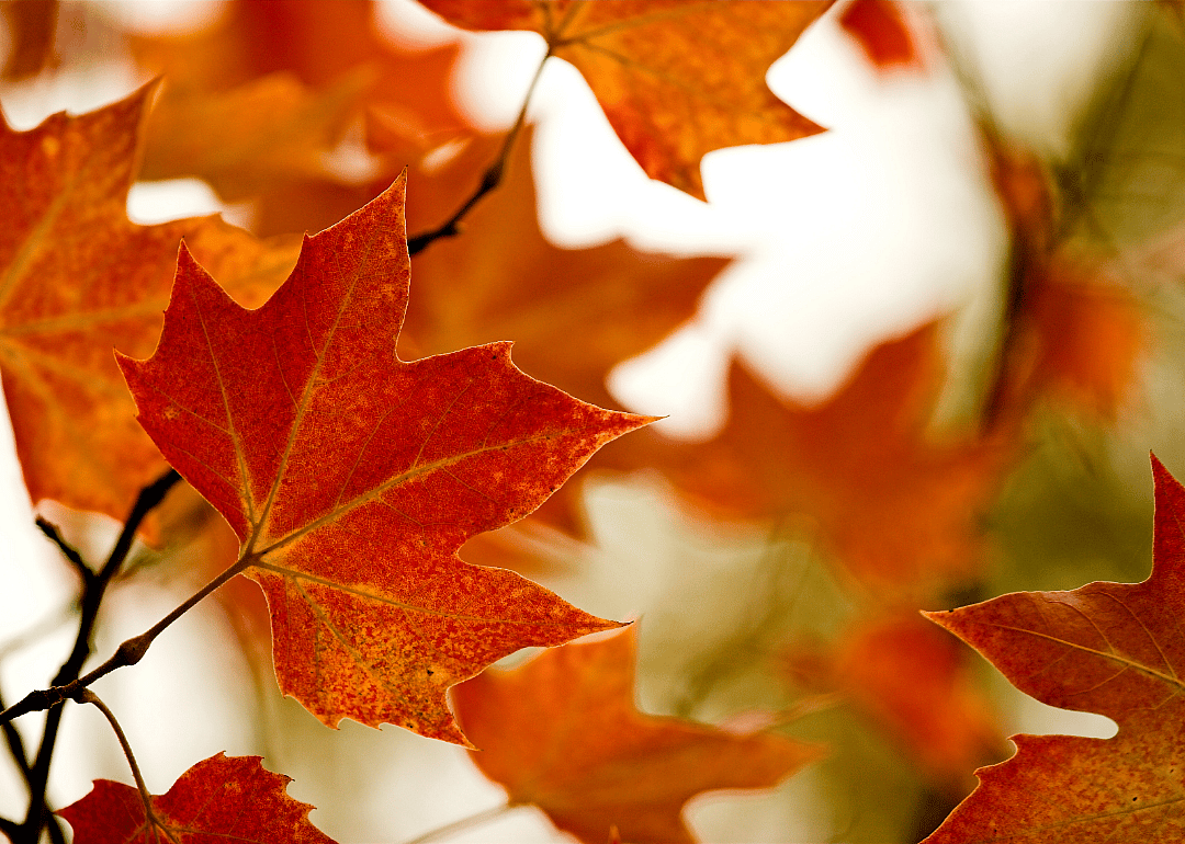 Halloween's signature colors celebrate autumn and black.
