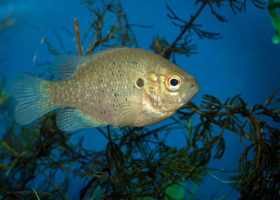 Redear Sunfish