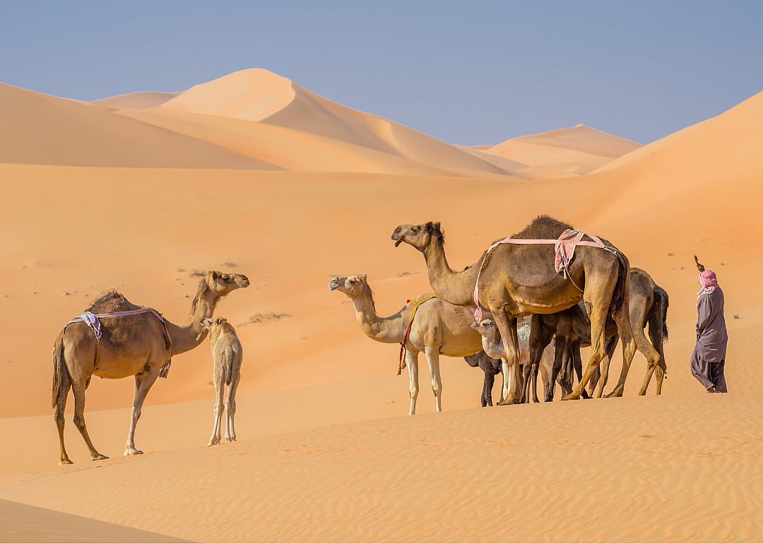 Arabian camel