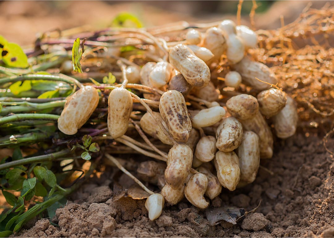 US peanut farmers produce 3 million tons of peanuts each year