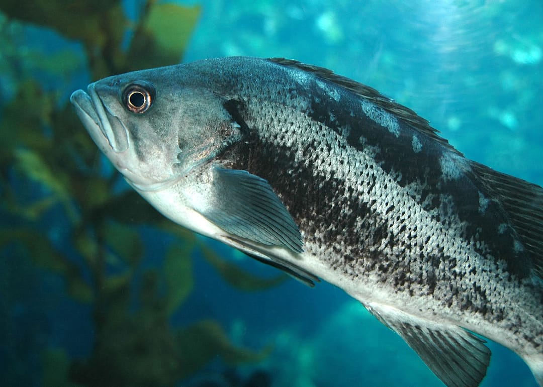 Black Sea Bass