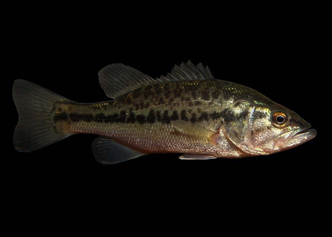Spotted Bass