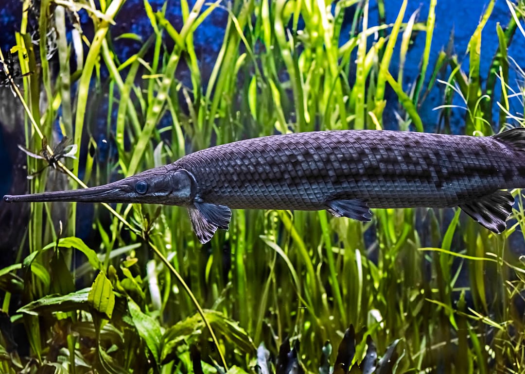 Longnose Gar