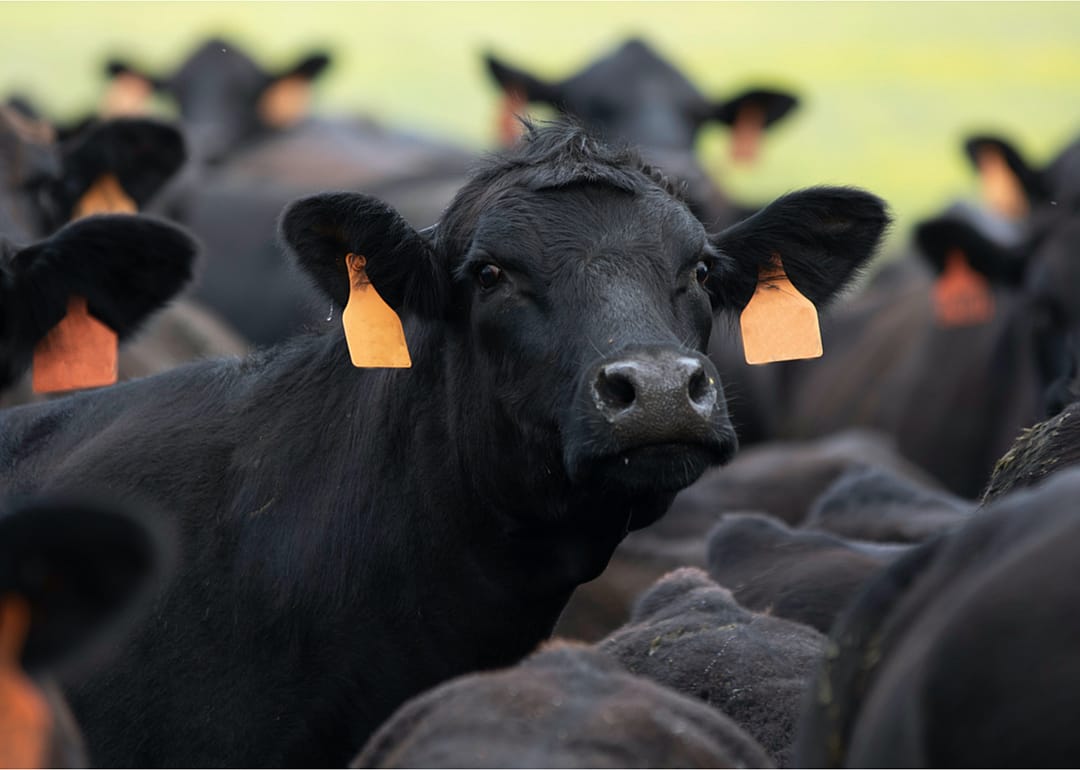 Cattle represent US farming's biggest sector