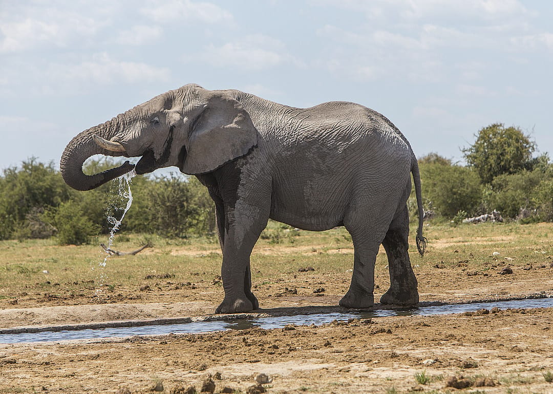 Desert elephant