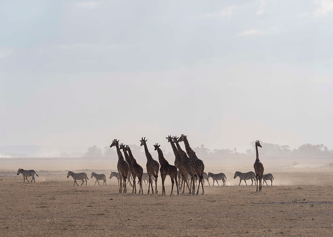 A tower of giraffes in Kenya