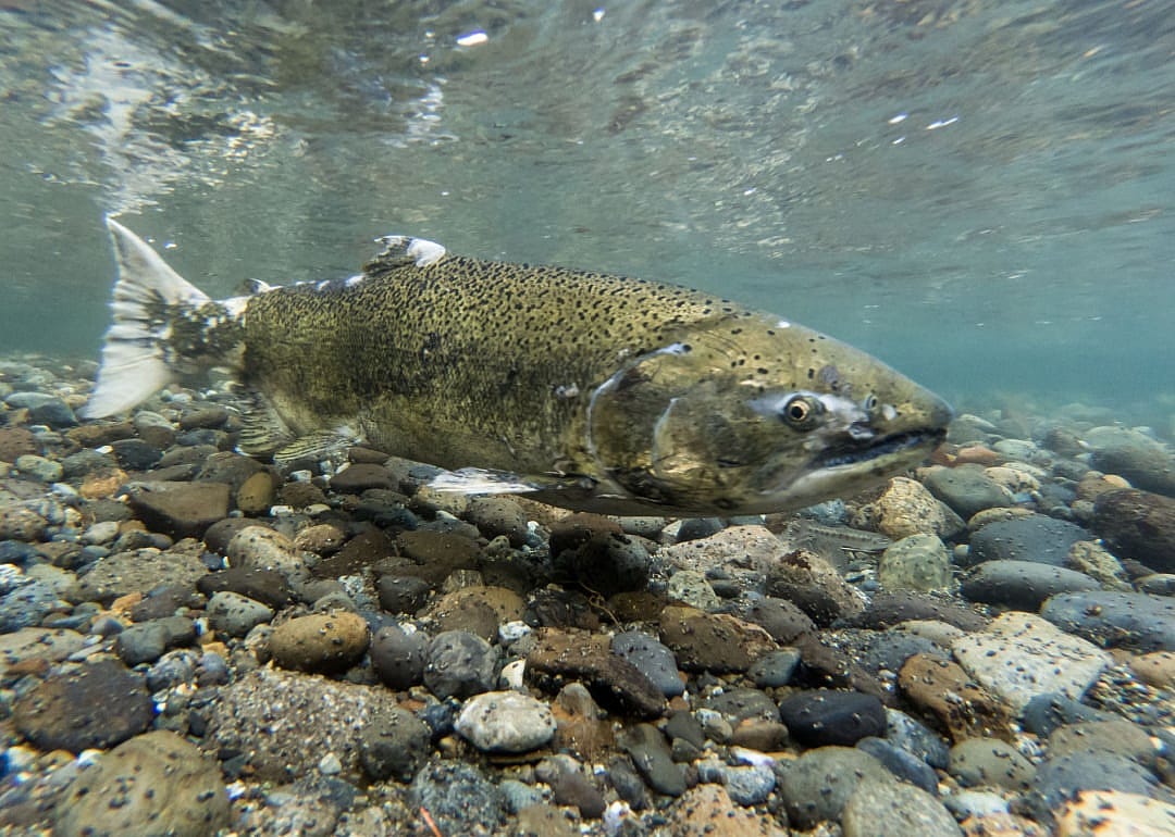 Chinook (King) Salmon