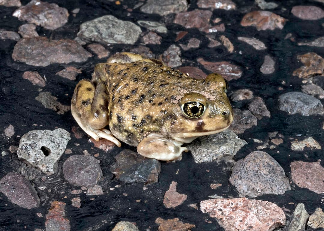 Couch's spadefoot toad