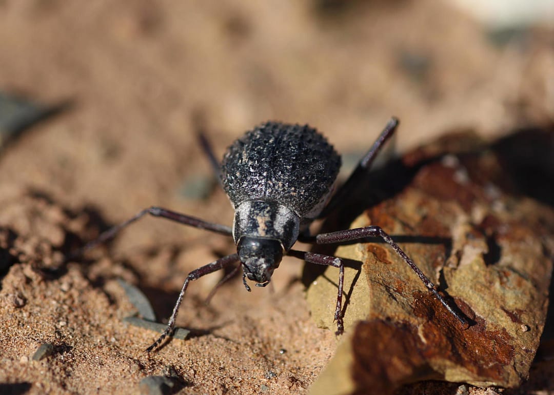 Namib Desert darkling beetles