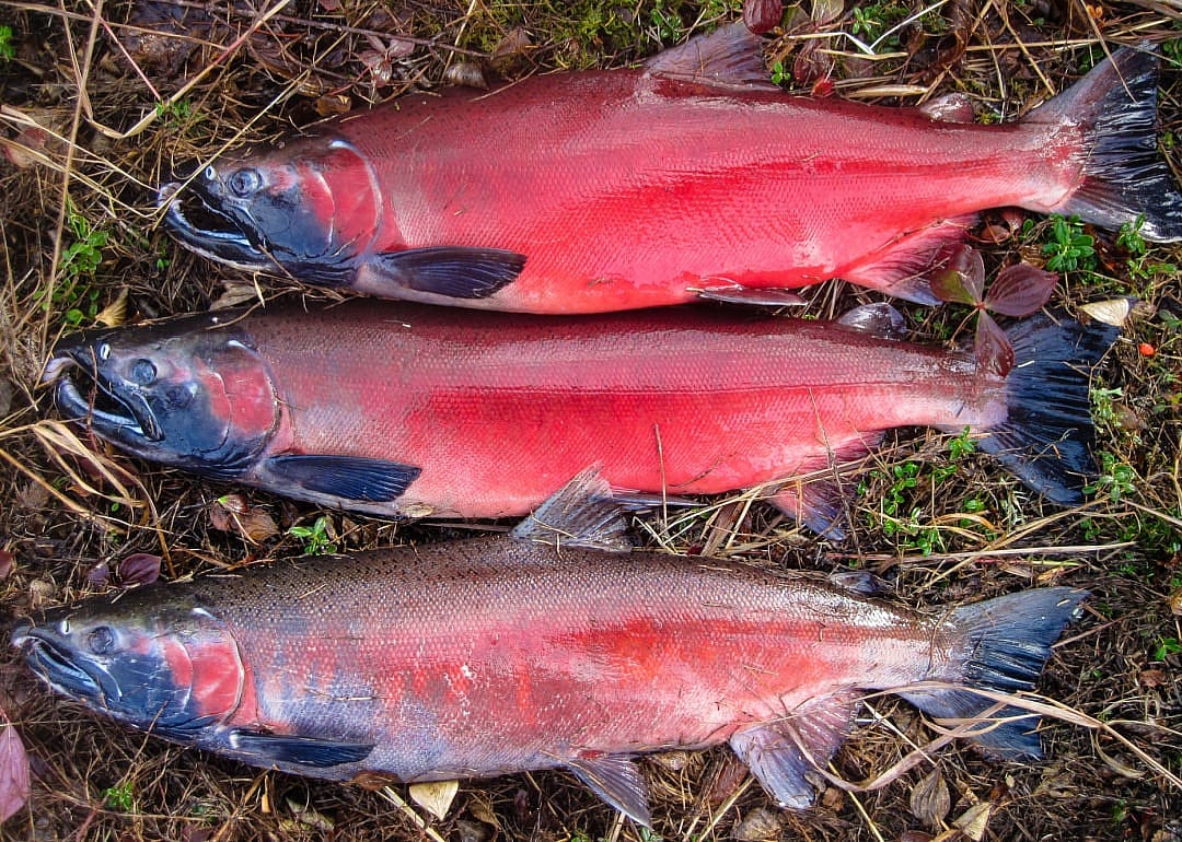 Coho Salmon