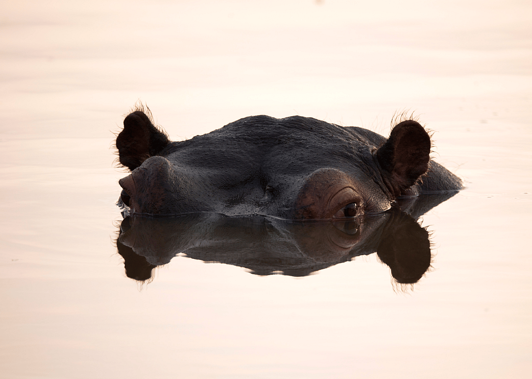 Hippo stays low