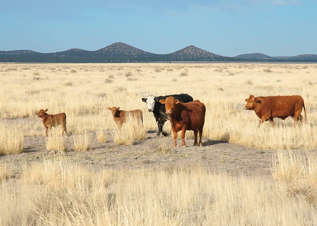 New Mexico