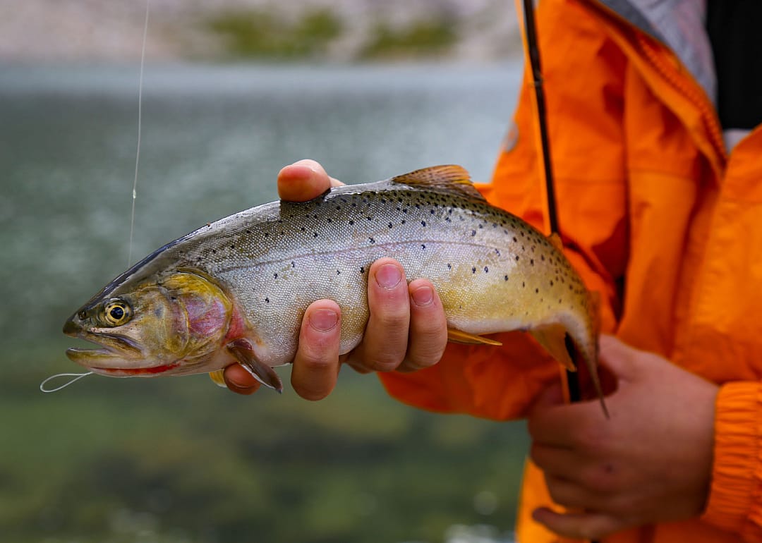 Cutthroat Trout