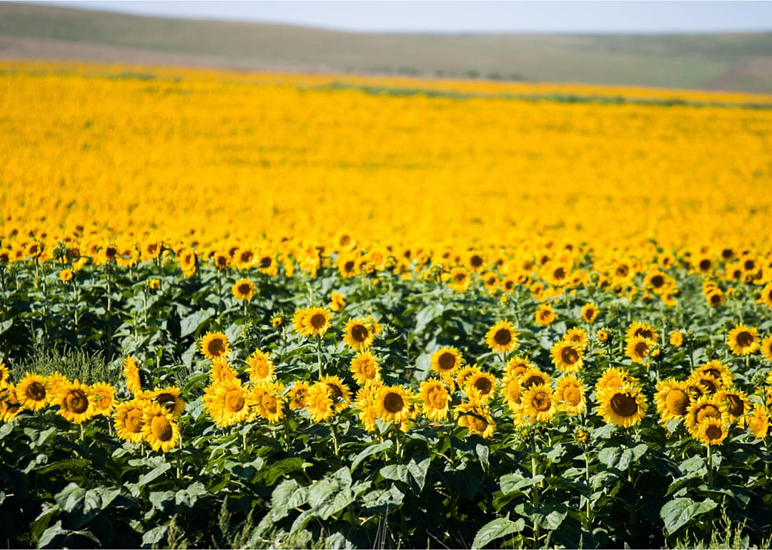 South Dakota grows the most sunflowers in the country