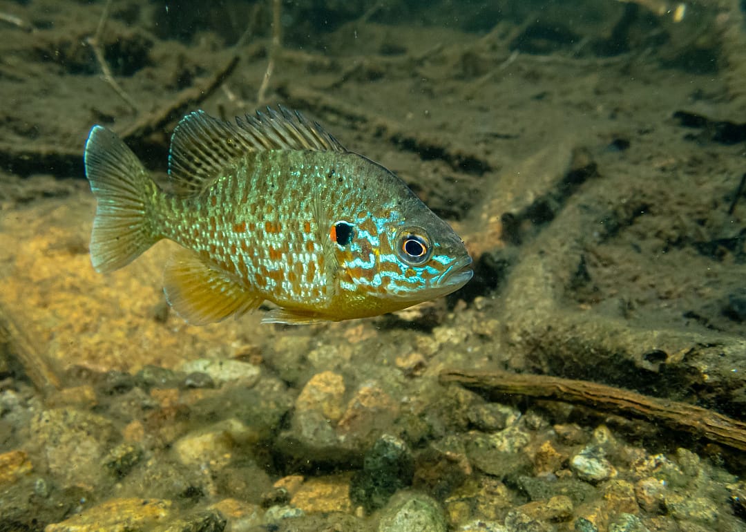 Pumpkinseed Sunfish