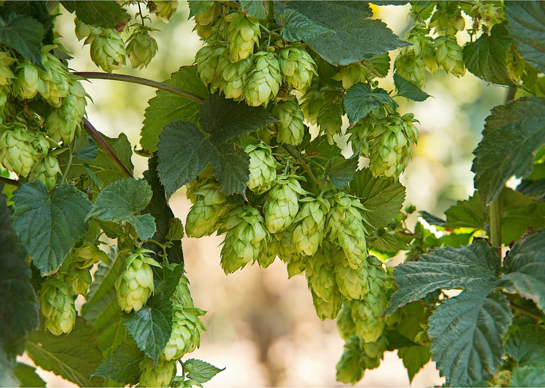 Washington is the biggest grower of hops