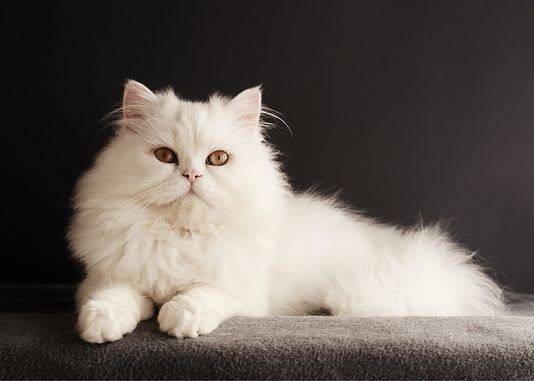 What's the most popular breed of cat?