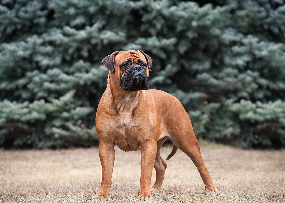 Bullmastiff standing outside with pine trees in background.