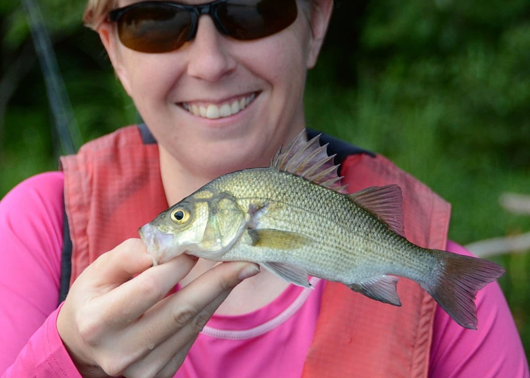 White Perch