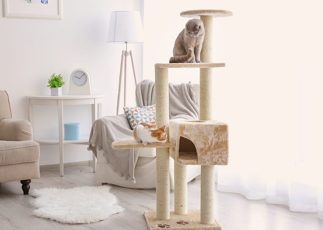 So, how many people own cats, anyway?