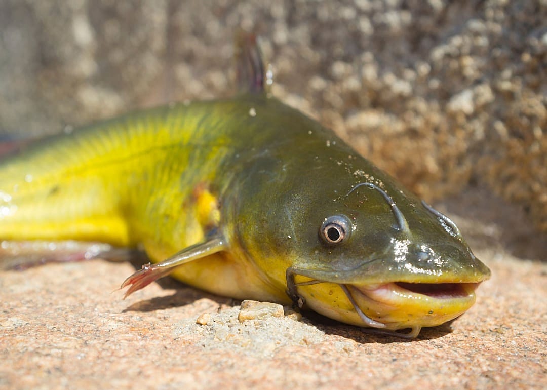Bullhead