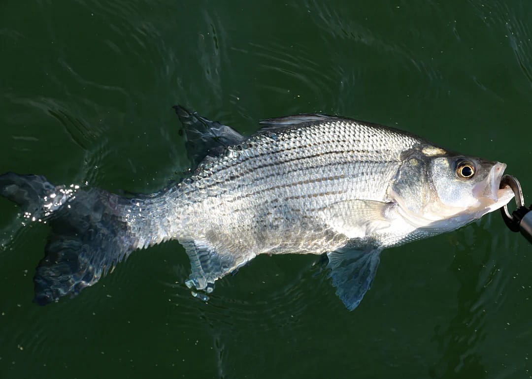 Hybrid Bass