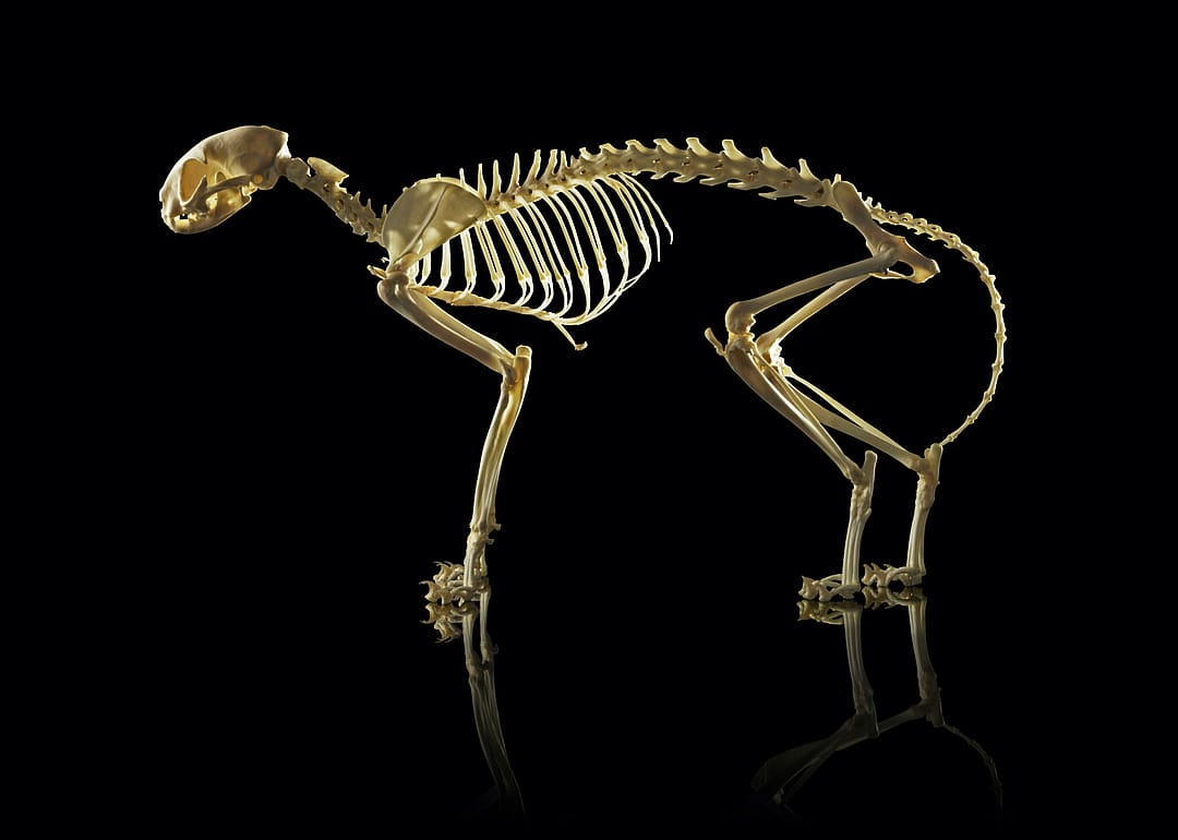 How many bones are in a cat's body?