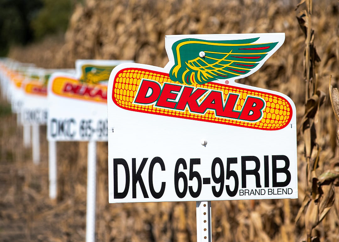 U.S leads in GMOs