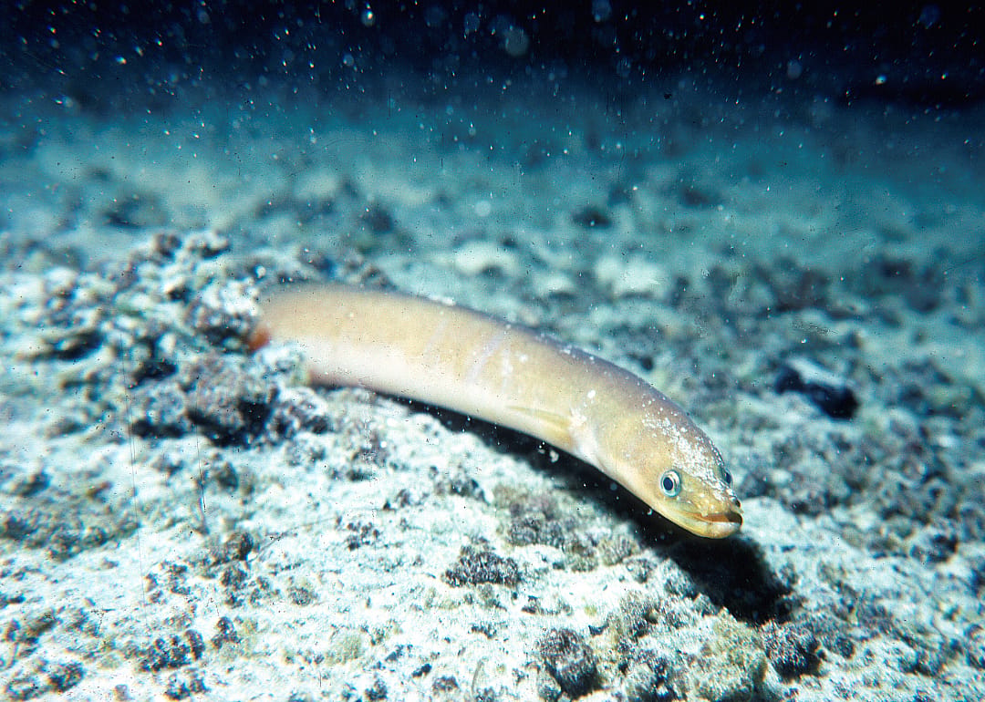 American Eel
