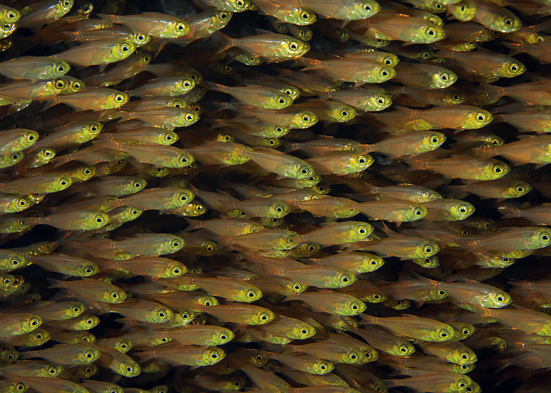 Glassfish school in the Red Sea