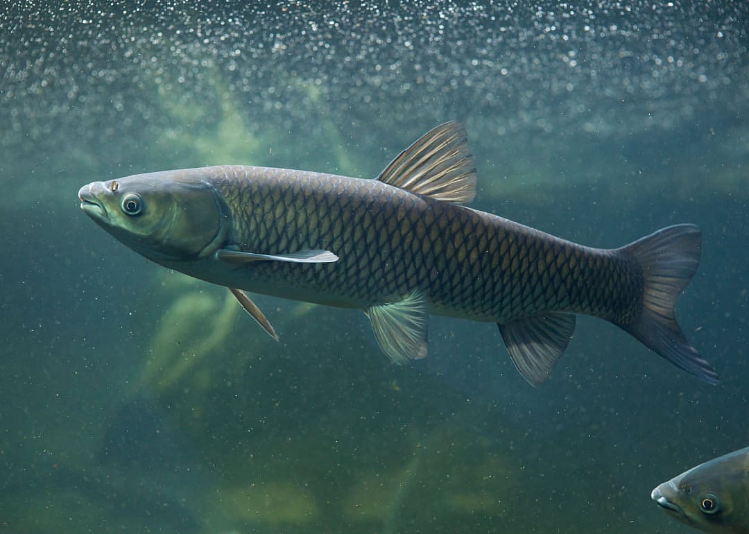 Grass Carp