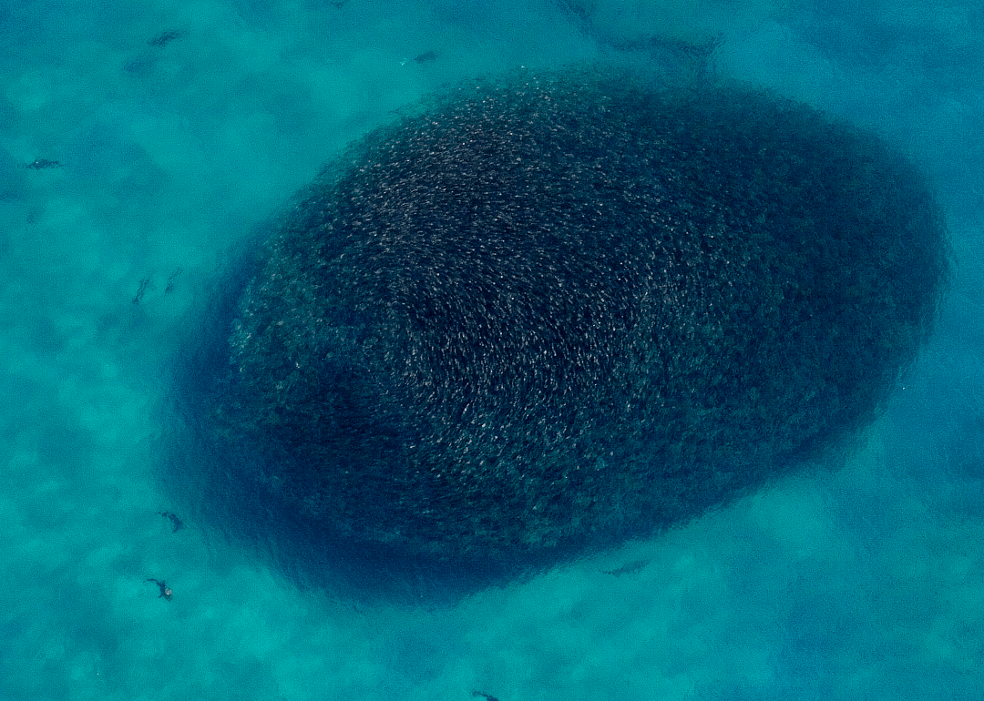 A giant shoal of fish in Florida