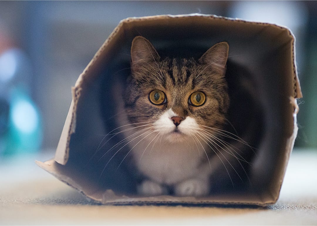 What's my cat's obsession with boxes all about?