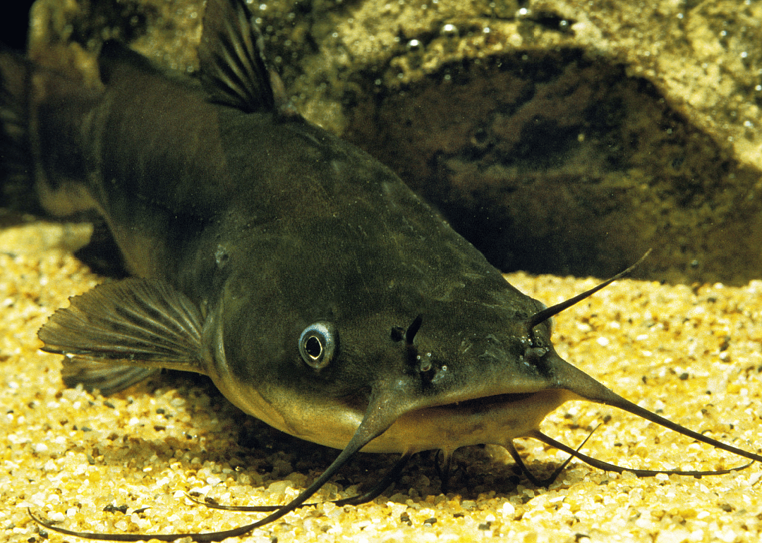 Brown Bullhead