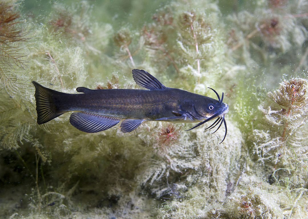 Black Bullhead