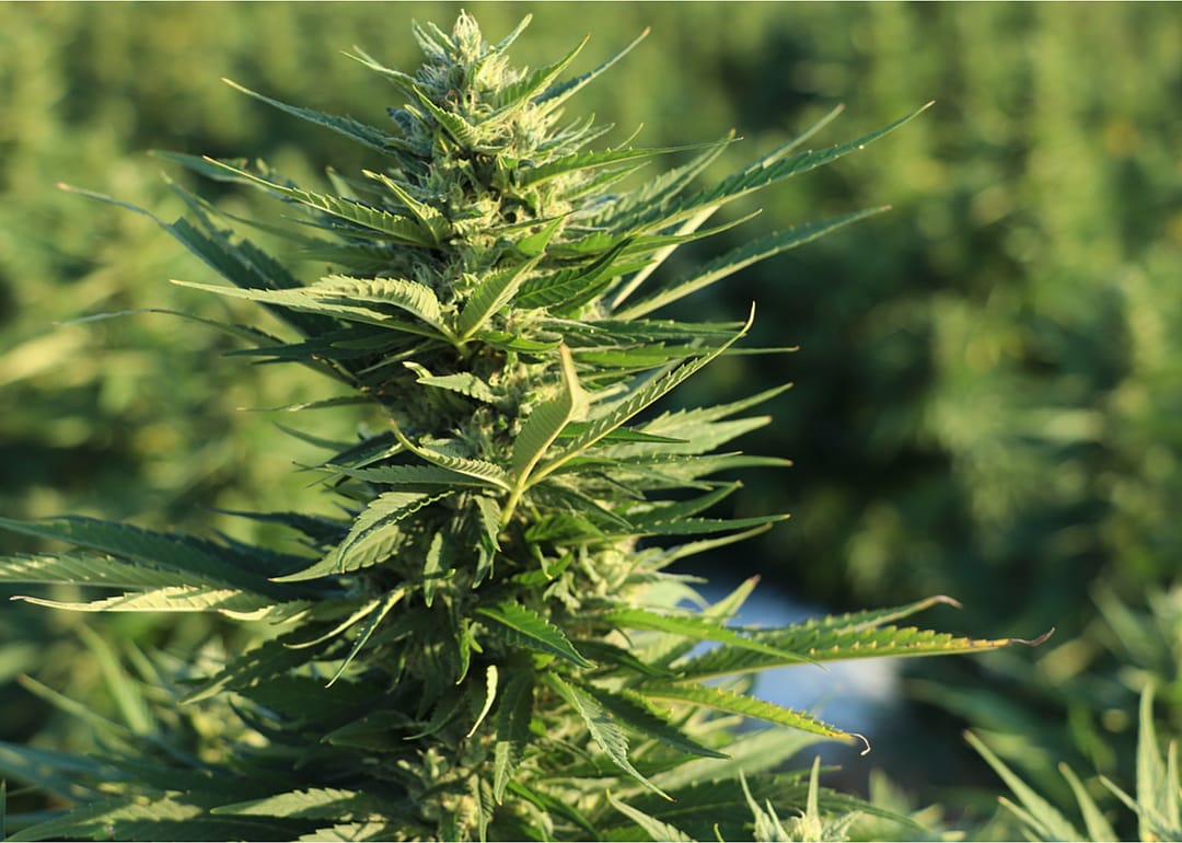 Hemp is becoming a huge US cash crop once again