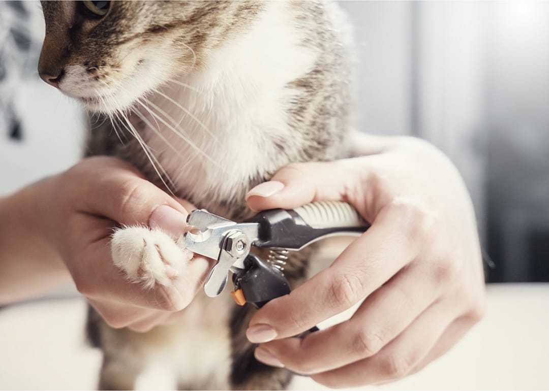 Do I need to cut my cat's nails?