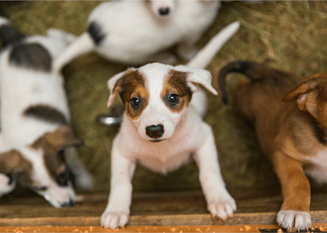1969: The spaying and neutering era begins